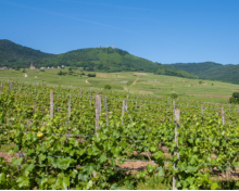 La découverte du vignoble - Pays d'Eguisheim et de Rouffach La découverte du vignoble - Pays d'Eguisheim et de Rouffach