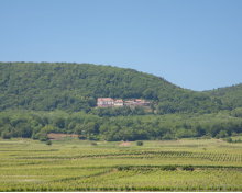 Vignoble et forêt à VTT - Pays d'Eguisheim et de Rouffach Vignoble et forêt à VTT - Pays d'Eguisheim et de Rouffach